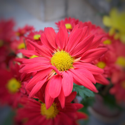 20160210☆★拍摄:Fujix-A2修图:Snapseed ☆★