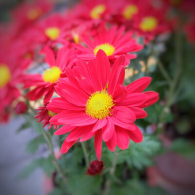 20160210☆★拍摄:Fujix-A2修图:Snapseed ☆★