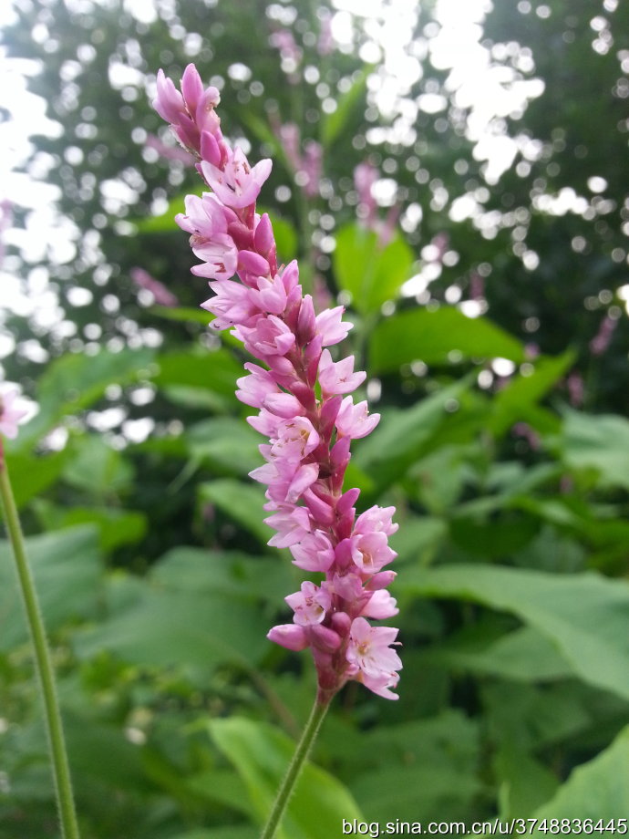 【石之若璞-花事-初秋觅花影】中文学名： 红蓼~
拉丁学名：Polygonum orientale Linn.~
别 称： 荭蓼,水红花子,水红花,大红蓼,阔叶蓼,荭草,东方蓼,狗尾巴花~
蓼目 Polygonales-蓼科 Polygonaceae-蓼属 Polygonum-红蓼 Polygonum orientale~