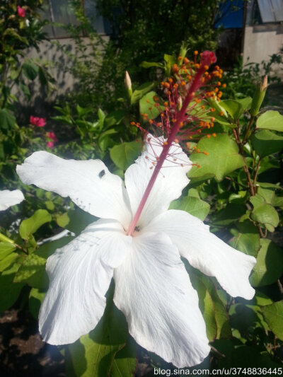 【石之若璞-花事-初秋觅花影】中文学名：朱槿 ~
拉丁学名：Hibiscus rosa-sinensis Linn. ~
别 称：扶桑、赤槿、佛桑、红木槿、桑槿、大红花、状元红~
英文名称： Chinese Hibisci Rosae- Sinensis Flower，Flowe…