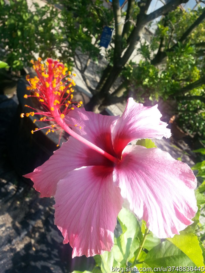 【石之若璞-花事-初秋觅花影】中文学名：朱槿 ~
拉丁学名：Hibiscus rosa-sinensis Linn. ~
别 称：扶桑、赤槿、佛桑、红木槿、桑槿、大红花、状元红~
英文名称： Chinese Hibisci Rosae- Sinensis Flower，Flower of Chinese Hibiscus~
锦葵目 Malvales-锦葵亚目 Malvineae-锦葵科 Malvaceae-木槿属 Hibiscus-朱槿 Hibiscus rosa-sinensis~