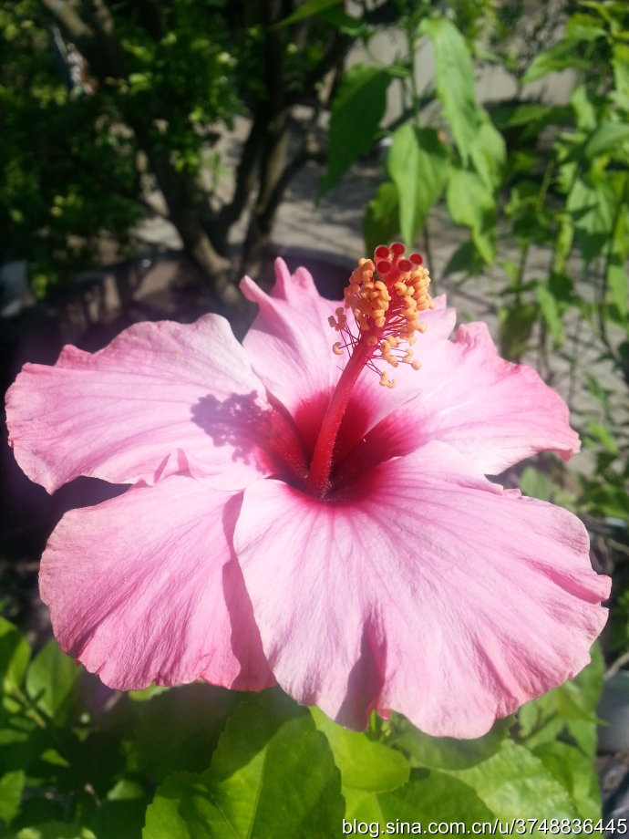 【石之若璞-花事-初秋觅花影】中文学名：朱槿 ~
拉丁学名：Hibiscus rosa-sinensis Linn. ~
别 称：扶桑、赤槿、佛桑、红木槿、桑槿、大红花、状元红~
英文名称： Chinese Hibisci Rosae- Sinensis Flower，Flower of Chinese Hibiscus~
锦葵目 Malvales-锦葵亚目 Malvineae-锦葵科 Malvaceae-木槿属 Hibiscus-朱槿 Hibiscus rosa-sinensis~