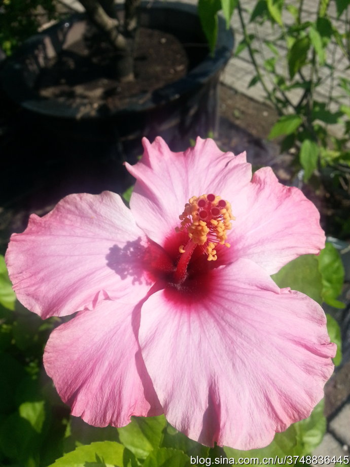 【石之若璞-花事-初秋觅花影】中文学名：朱槿 ~
拉丁学名：Hibiscus rosa-sinensis Linn. ~
别 称：扶桑、赤槿、佛桑、红木槿、桑槿、大红花、状元红~
英文名称： Chinese Hibisci Rosae- Sinensis Flower，Flower of Chinese Hibiscus~
锦葵目 Malvales-锦葵亚目 Malvineae-锦葵科 Malvaceae-木槿属 Hibiscus-朱槿 Hibiscus rosa-sinensis~