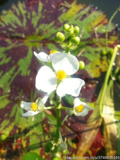 【石之若璞-花事-初秋覓花影】中文學(xué)名： 慈菇 ~
拉丁學(xué)名： Sagittaria trifolia var.sinensis. ~
別 稱： 剪刀草，燕尾草，蔬卵~
沼生目 Helobiae-澤瀉亞目 Alismatineae-澤瀉科 Alismataceae-慈姑屬 Sagittari…