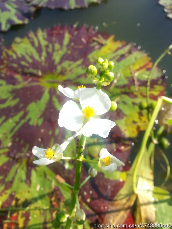 【石之若璞-花事-初秋觅花影】中文学名： 慈菇 ~
拉丁学名： Sagittaria trifolia var.sinensis. ~
别 称： 剪刀草，燕尾草，蔬卵~
沼生目 Helobiae-泽泻亚目 Alismatineae-泽泻科 Alismataceae-慈姑属 Sagittaria-野慈姑 Sagittaria trifolia-华夏慈姑 Sagittaria trifolia subsp. leucopetala~