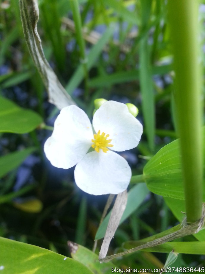 【石之若璞-花事-初秋觅花影】中文学名： 慈菇 ~
拉丁学名： Sagittaria trifolia var.sinensis. ~
别 称： 剪刀草，燕尾草，蔬卵~
沼生目 Helobiae-泽泻亚目 Alismatineae-泽泻科 Alismataceae-慈姑属 Sagittaria-野慈姑 Sagittaria trifolia-华夏慈姑 Sagittaria trifolia subsp. leucopetala~