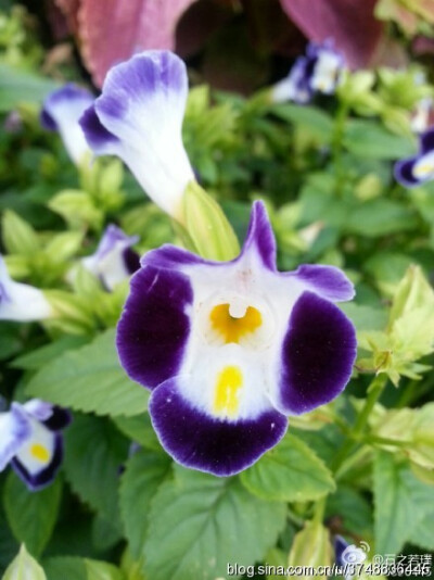 【石之若璞-花事-初秋觅花影】中文学名：夏堇 ~
拉丁学名：Torenia fournieri ~
别 称：蓝猪耳、兰猪耳、花公草~
管花目 Tubiflorae-茄亚目 Solanineae-玄参科 Scrophulariaceae-蝴蝶草属 Torenia-蓝猪耳 Torenia…