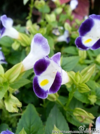 【石之若璞-花事-初秋觅花影】中文学名：夏堇 ~
拉丁学名：Torenia fournieri ~
别 称：蓝猪耳、兰猪耳、花公草~
管花目 Tubiflorae-茄亚目 Solanineae-玄参科 Scrophulariaceae-蝴蝶草属 Torenia-蓝猪耳 Torenia…