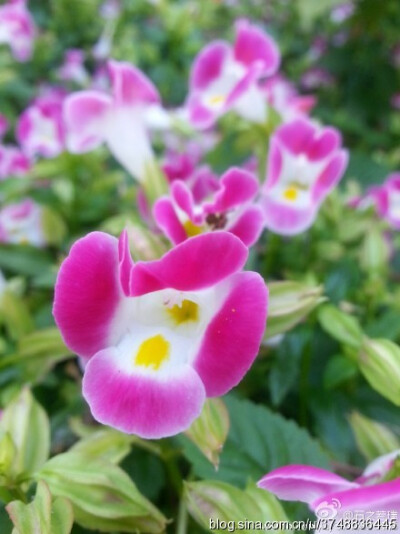 【石之若璞-花事-初秋觅花影】中文学名：夏堇 ~
拉丁学名：Torenia fournieri ~
别 称：蓝猪耳、兰猪耳、花公草~
管花目 Tubiflorae-茄亚目 Solanineae-玄参科 Scrophulariaceae-蝴蝶草属 Torenia-蓝猪耳 Torenia…