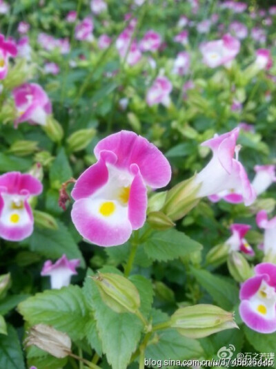 【石之若璞-花事-初秋觅花影】中文学名：夏堇 ~
拉丁学名：Torenia fournieri ~
别 称：蓝猪耳、兰猪耳、花公草~
管花目 Tubiflorae-茄亚目 Solanineae-玄参科 Scrophulariaceae-蝴蝶草属 Torenia-蓝猪耳 Torenia…