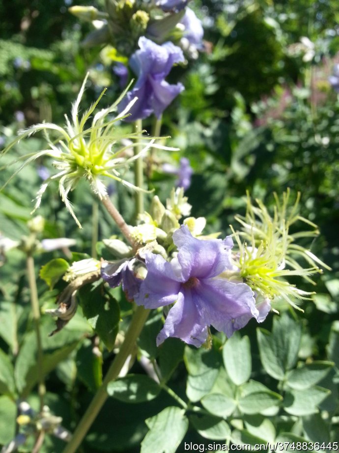 【石之若璞-花事-初秋觅花影】中文学名： 大叶铁线莲 ~
拉丁学名：Clematis heracleifolia DC. ~
别 称： 木通花，草牡丹，草本女萎，气死大夫，太叶铁线莲，卷萼铁线莲~
毛茛目 Ranunculales-毛茛亚目 Ranunculineae-毛茛科 Ranunculaceae-铁线莲属 Clematis-大叶铁线莲 Clematis ~