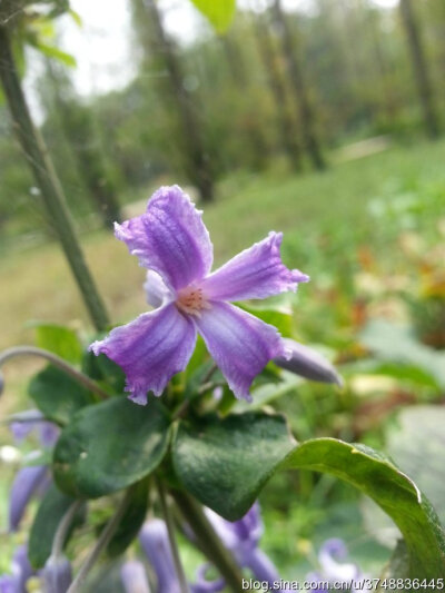 【石之若璞-花事-初秋觅花影】中文学名： 大叶铁线莲 ~
拉丁学名：Clematis heracleifolia DC. ~
别 称： 木通花，草牡丹，草本女萎，气死大夫，太叶铁线莲，卷萼铁线莲~
毛茛目 Ranunculales-毛茛亚目 Ranunculi…