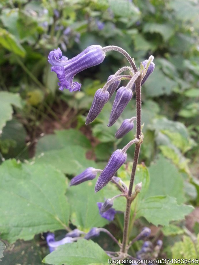 【石之若璞-花事-初秋觅花影】中文学名： 大叶铁线莲 ~
拉丁学名：Clematis heracleifolia DC. ~
别 称： 木通花，草牡丹，草本女萎，气死大夫，太叶铁线莲，卷萼铁线莲~
毛茛目 Ranunculales-毛茛亚目 Ranunculineae-毛茛科 Ranunculaceae-铁线莲属 Clematis-大叶铁线莲 Clematis ~