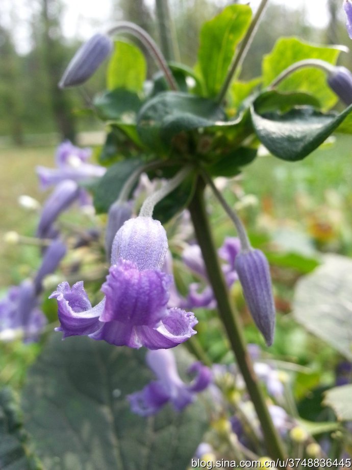 【石之若璞-花事-初秋觅花影】中文学名： 大叶铁线莲 ~
拉丁学名：Clematis heracleifolia DC. ~
别 称： 木通花，草牡丹，草本女萎，气死大夫，太叶铁线莲，卷萼铁线莲~
毛茛目 Ranunculales-毛茛亚目 Ranunculineae-毛茛科 Ranunculaceae-铁线莲属 Clematis-大叶铁线莲 Clematis ~