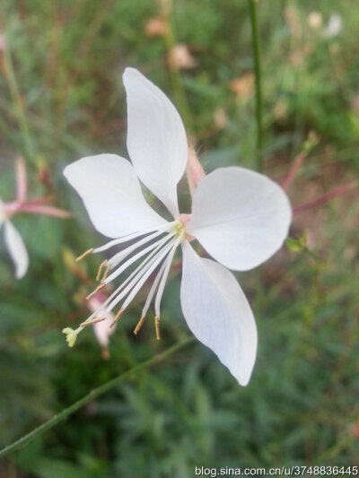 【石之若璞-花事-初秋觅花影】中文学名： 山桃草 ~
拉丁学名： Gaura lindheimeri Engelm. et Gray ~
别 称： 千鸟花、白桃花、白蝶花、千岛花、玉蝶花~
桃金娘目 Myrtiflorae-桃金娘亚目 Myrtineae-柳叶菜科 Ona…