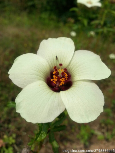 【石之若璞-花事-初秋觅花影】中文学名： 野西瓜苗 ~
拉丁学名：Hibiscus trionum Linn. ~
别 称： 香铃草、小秋葵、打瓜花、山西瓜秧、灯笼花、黑芝麻、火炮草~
锦葵目 Malvales-锦葵亚目 Malvineae-锦葵科 Malv…