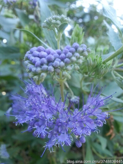 【石之若璞-花事-初秋觅花影】中文学名： 莸 ~
拉丁学名： Caryopteris divaricata (S. et Z.) Maxim. ~
别 称： 雁金草,叉枝莸,边兰,方梗金钱草,野苋草,半枝莲,倒挂金钟~
管花目 Tubiflorae-马鞭草亚目 Verbenin…