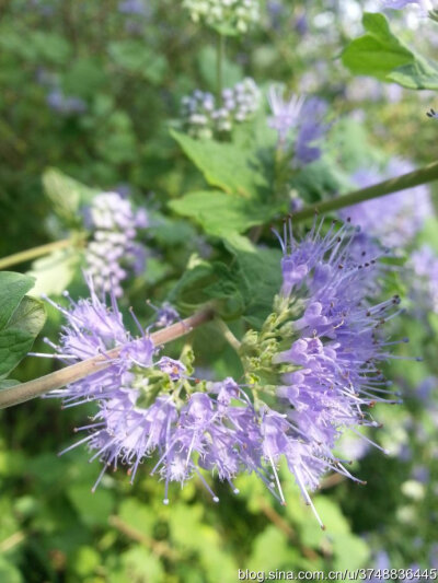 【石之若璞-花事-初秋觅花影】中文学名： 莸 ~
拉丁学名： Caryopteris divaricata (S. et Z.) Maxim. ~
别 称： 雁金草,叉枝莸,边兰,方梗金钱草,野苋草,半枝莲,倒挂金钟~
管花目 Tubiflorae-马鞭草亚目 Verbenin…