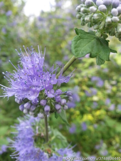 【石之若璞-花事-初秋觅花影】中文学名： 莸 ~
拉丁学名： Caryopteris divaricata (S. et Z.) Maxim. ~
别 称： 雁金草,叉枝莸,边兰,方梗金钱草,野苋草,半枝莲,倒挂金钟~
管花目 Tubiflorae-马鞭草亚目 Verbenin…