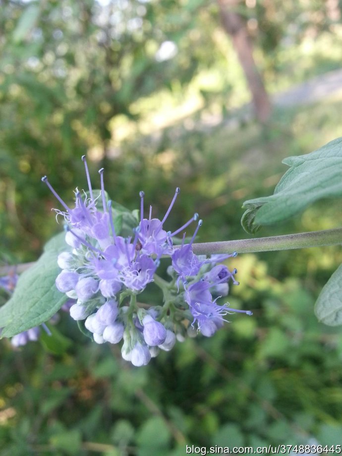 【石之若璞-花事-初秋觅花影】中文学名： 莸 ~
拉丁学名： Caryopteris divaricata (S. et Z.) Maxim. ~
别 称： 雁金草,叉枝莸,边兰,方梗金钱草,野苋草,半枝莲,倒挂金钟~
管花目 Tubiflorae-马鞭草亚目 Verbenineae-马鞭草科 Verbenaceae-莸属 Caryopteris-莸 Caryopteris divaricata ~