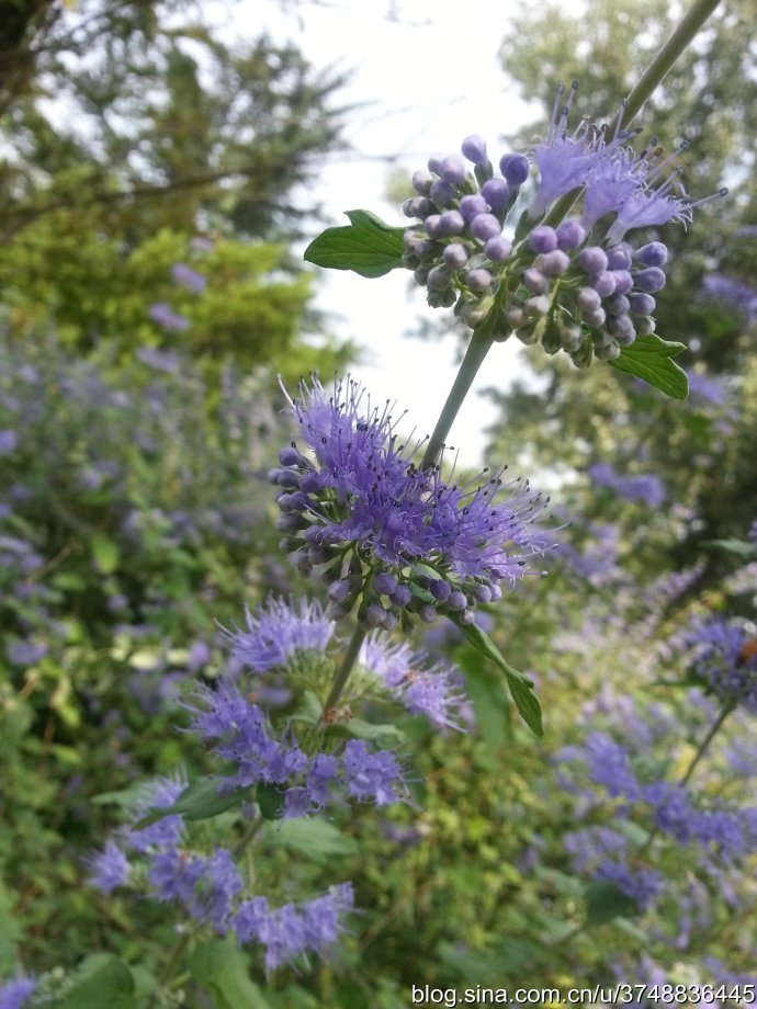 【石之若璞-花事-初秋觅花影】中文学名： 莸 ~
拉丁学名： Caryopteris divaricata (S. et Z.) Maxim. ~
别 称： 雁金草,叉枝莸,边兰,方梗金钱草,野苋草,半枝莲,倒挂金钟~
管花目 Tubiflorae-马鞭草亚目 Verbenineae-马鞭草科 Verbenaceae-莸属 Caryopteris-莸 Caryopteris divaricata ~