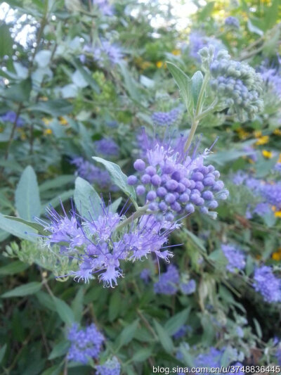 【石之若璞-花事-初秋觅花影】中文学名： 莸 ~
拉丁学名： Caryopteris divaricata (S. et Z.) Maxim. ~
别 称： 雁金草,叉枝莸,边兰,方梗金钱草,野苋草,半枝莲,倒挂金钟~
管花目 Tubiflorae-马鞭草亚目 Verbenin…