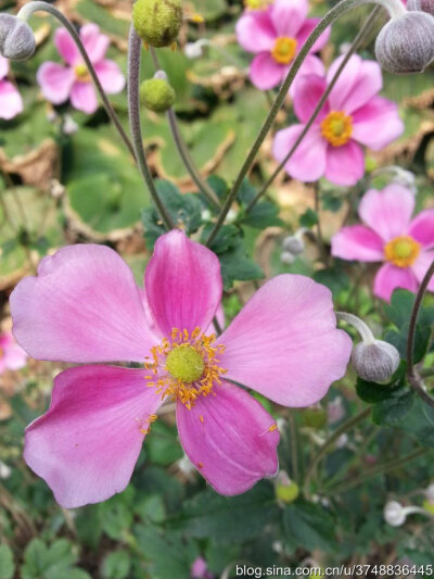 【石之若璞-花事-初秋觅花影】羞答答的秋牡丹——再赏野棉花~ ~