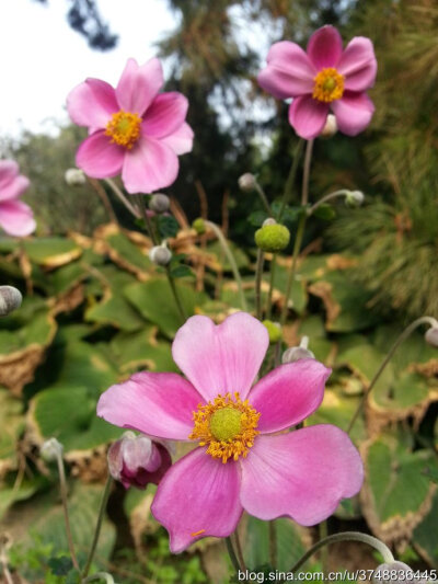 【石之若璞-花事-初秋觅花影】羞答答的秋牡丹——再赏野棉花~ ~