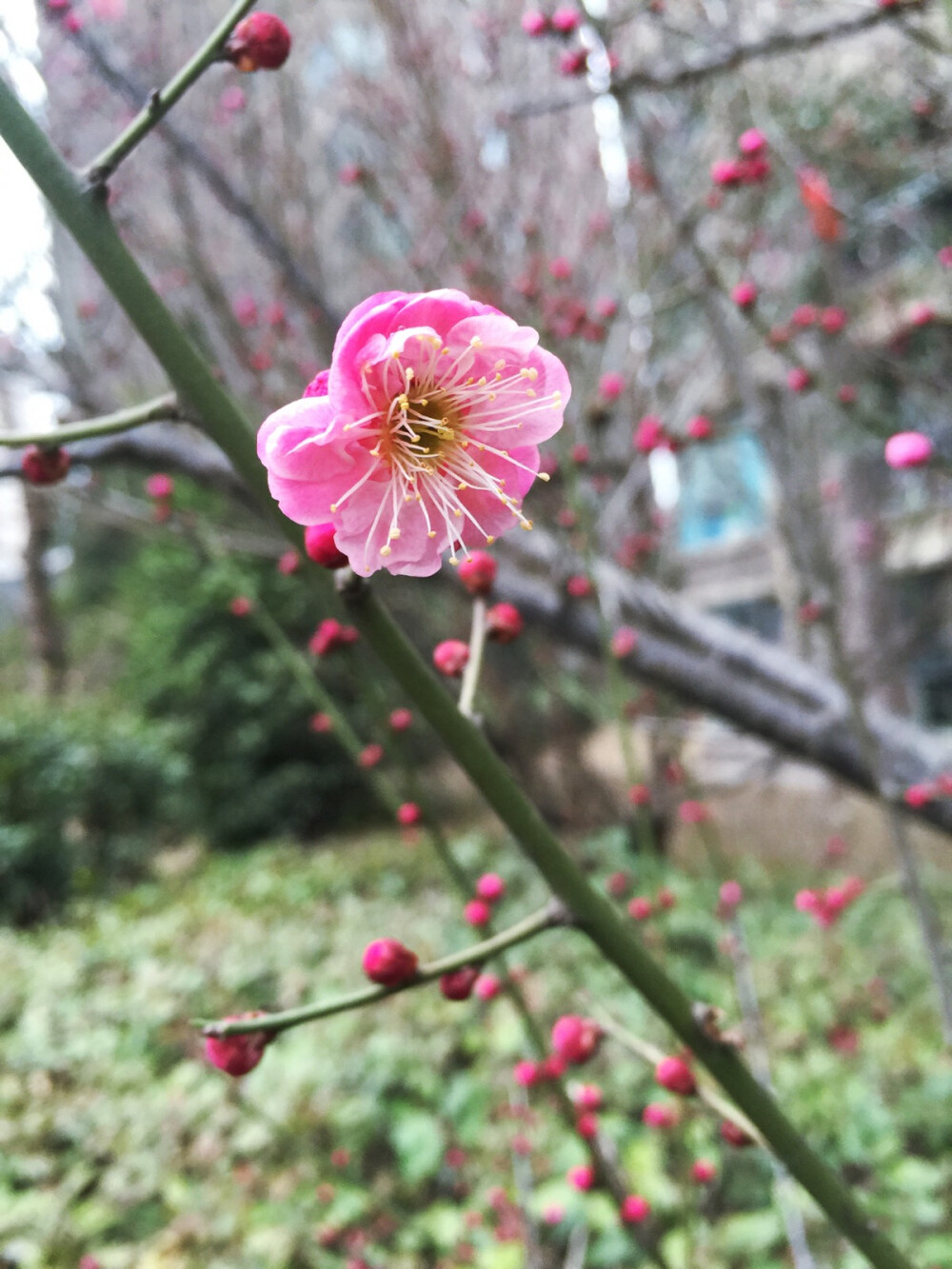 一场春雨，一夜花开……