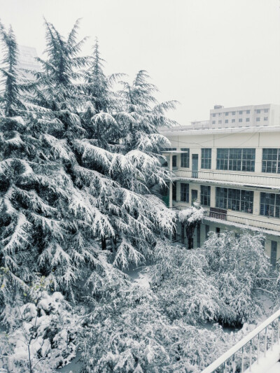 雪景｜自拍