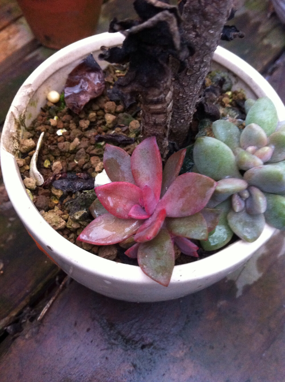 多肉植物。16.2.10 后面的金钱木叶子冻死了，根倒是好的，希望还能活。这两货好像是初恋和冬美人的叶插