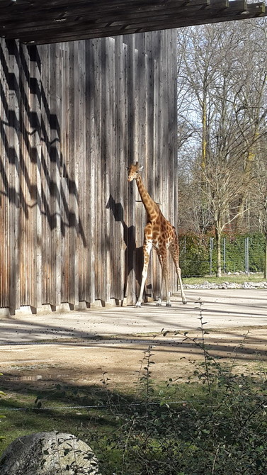 法国「里昂」『金头公园』—
金头公园（法语：le parc de la Tête d'Or）是法国里昂市的一座城市公园，是法国最大的公园之一。金头公园由德尼·布勒与欧仁·布勒设计，和纽约的中央公园是同时代建造的，于1857年开放。现在公园由里昂市政府管理，是名副其实的“市肺”，占地117公顷。