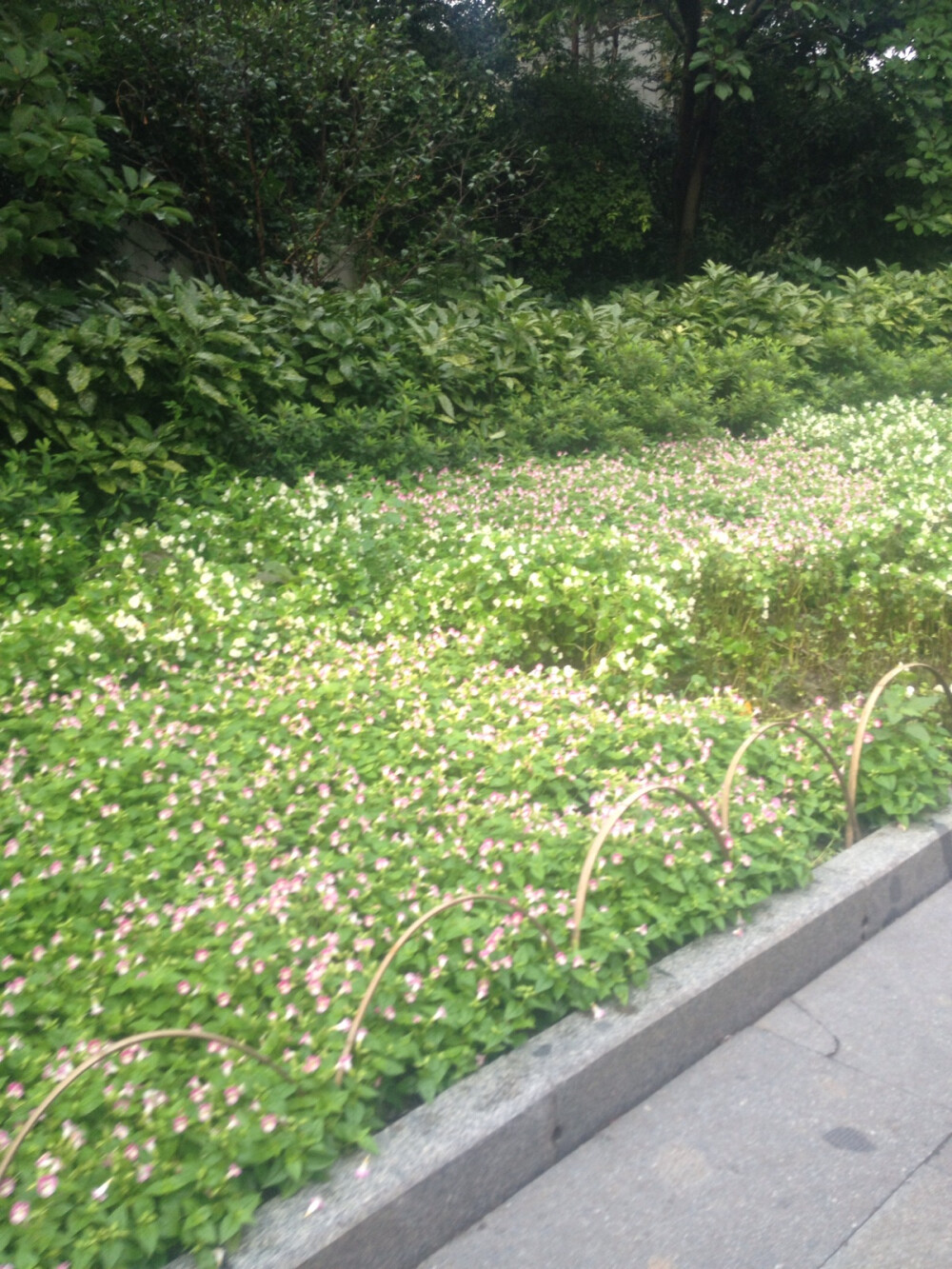 杭州西湖 备份14 花港观鱼的花∠※