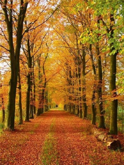 雨懂云的沉重，才会义无反顾；风懂叶的无奈，才会纯情而舞。有些人，朝夕相处，却形同陌路；有些人，只一眼相知，却是魂魄相依。懂，无需太多语言，有时只需一个微笑，一眼凝眸，它是灵魂与灵魂的对白，它是心与心的…