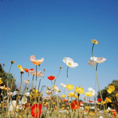 格桑花