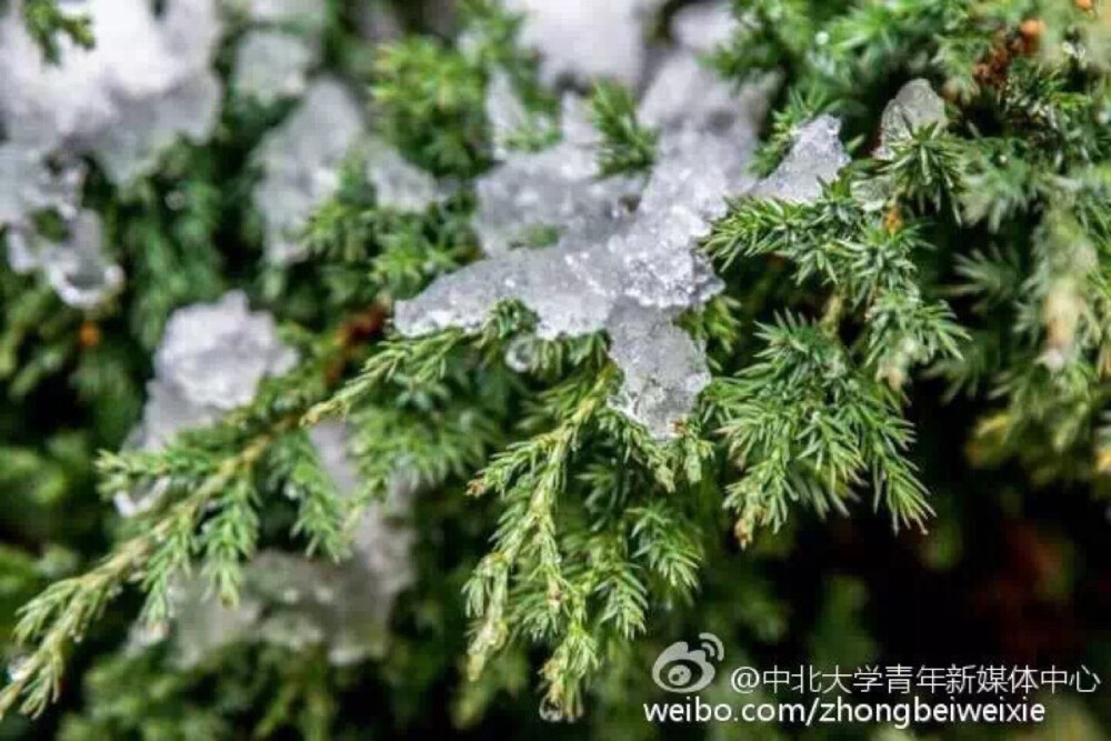 2015.11 中北大学 初·雪