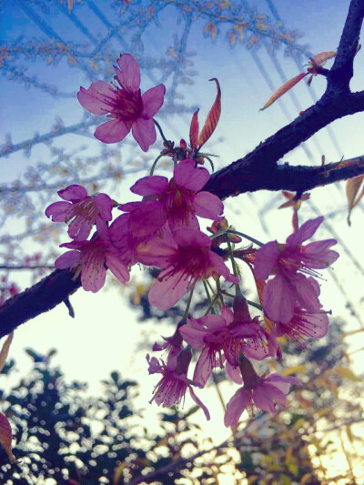 栈道边樱花