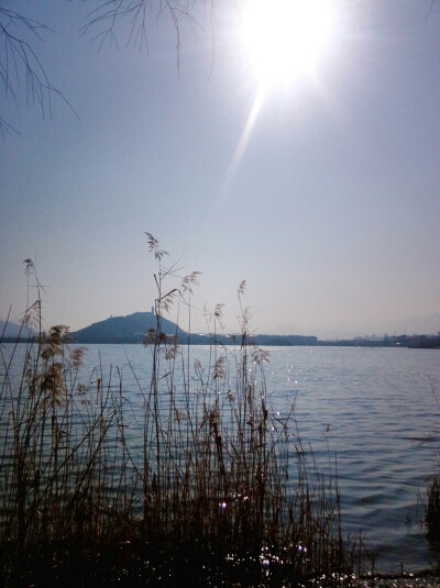 阳光下的芦苇丛