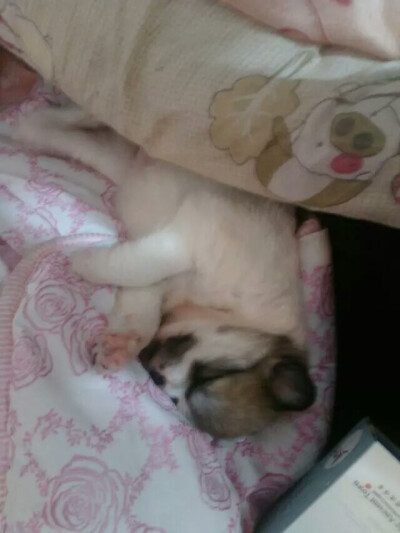 人家睡覺覺了*^_^*