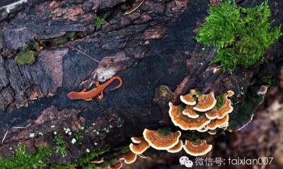 野生植物