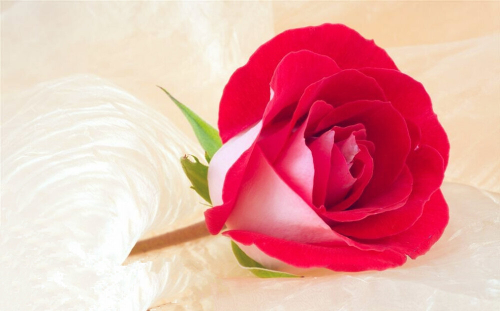 19朵红玫瑰花语是什么意思(19朵红玫瑰花语是什么意思玫瑰代表什么意思)