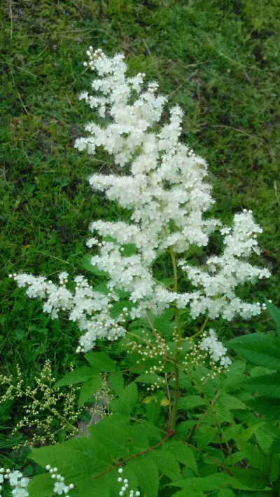 珍珠梅的夏天