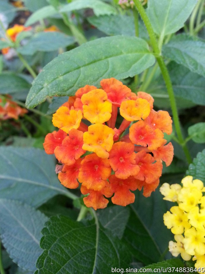 【石之若璞-花事-初秋觅花影】中文学名： 马缨丹~
拉丁学名： Lantana camara L. ~
别 称： 五色梅、变色草、五色绣球、如意草、五彩花、臭草、臭金凤~