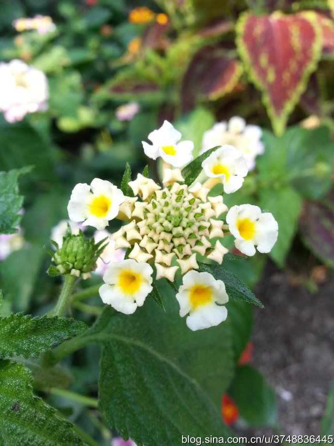 【石之若璞-花事-初秋觅花影】中文学名： 马缨丹~
拉丁学名： Lantana camara L. ~
别 称： 五色梅、变色草、五色绣球、如意草、五彩花、臭草、臭金凤~