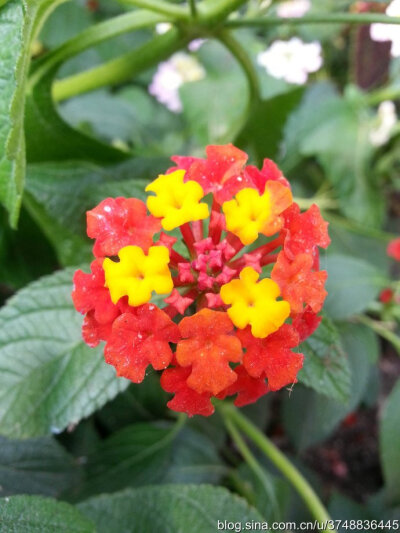 【石之若璞-花事-初秋觅花影】中文学名： 马缨丹~
拉丁学名： Lantana camara L. ~
别 称： 五色梅、变色草、五色绣球、如意草、五彩花、臭草、臭金凤~