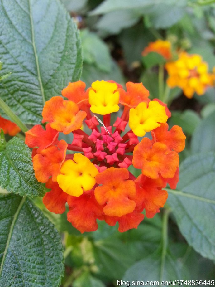 【石之若璞-花事-初秋觅花影】中文学名： 马缨丹~
拉丁学名： Lantana camara L. ~
别 称： 五色梅、变色草、五色绣球、如意草、五彩花、臭草、臭金凤~