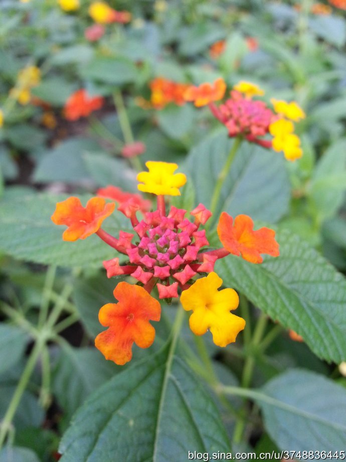 【石之若璞-花事-初秋觅花影】中文学名： 马缨丹~
拉丁学名： Lantana camara L. ~
别 称： 五色梅、变色草、五色绣球、如意草、五彩花、臭草、臭金凤~