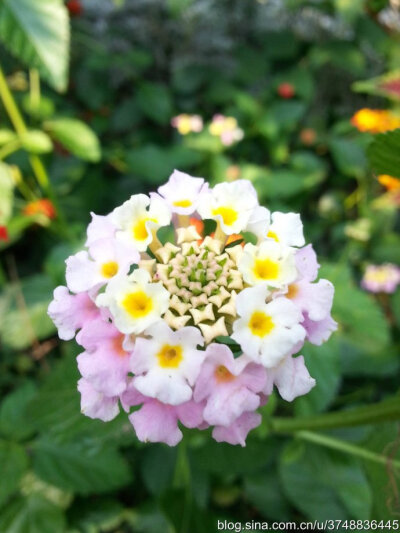 【石之若璞-花事-初秋觅花影】中文学名： 马缨丹~
拉丁学名： Lantana camara L. ~
别 称： 五色梅、变色草、五色绣球、如意草、五彩花、臭草、臭金凤~