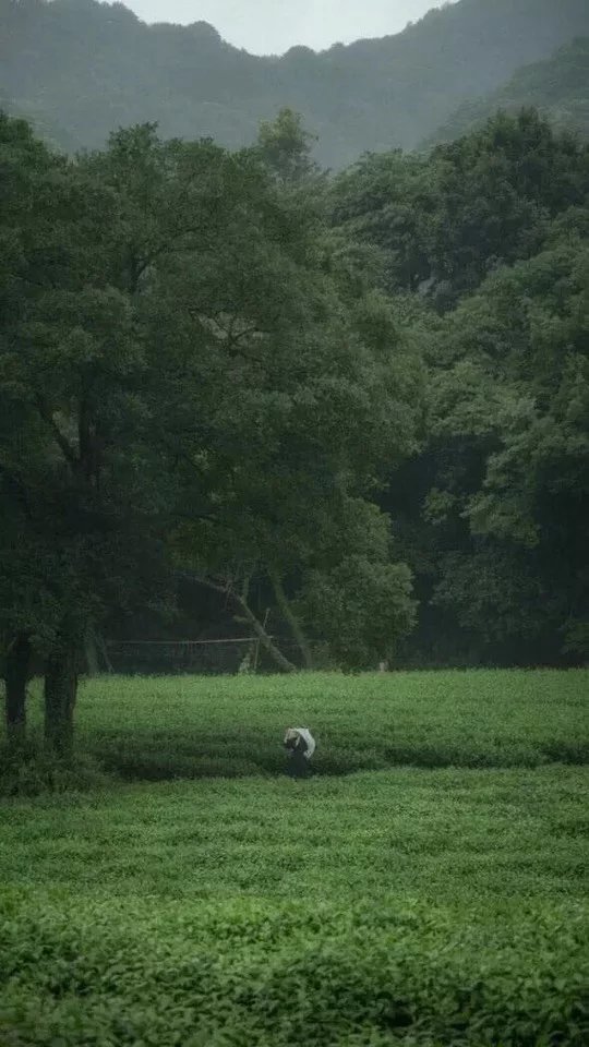 『阿琼很好』壁纸
