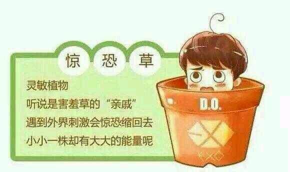 EXO 多萌植物 D.O.